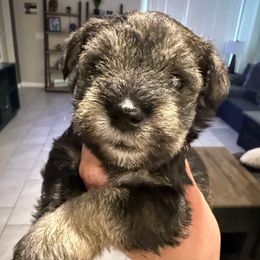 Girl 1 - Salt and pepper female Miniature Schnauzer puppy in Avondale, Arizona from Campos Schnauzers