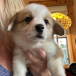 Charlie - Sable male Pembroke Welsh Corgi puppy in New Auburn, Wisconsin from Cordell Corgis