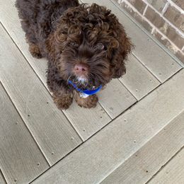 Assorted Doodle Crosses, Aussiedoodle, and Cockapoo Puppies from Phamily Doodles