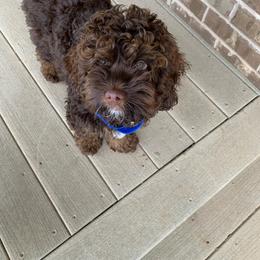 Assorted Doodle Crosses, Aussiedoodle, and Cockapoo Puppies from Phamily Doodles