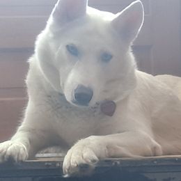 Pearly - Siberian Husky