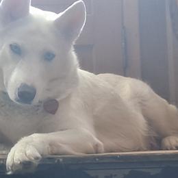 Pearly - Siberian Husky