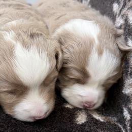 Linus - Red merle male Miniature American Shepherd puppy in Plain City, Utah from Burton's Mini American Shepherds
