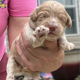 Reaper - Buff male Cockapoo puppy in Mocksville, North Carolina from Little Bear Doodles