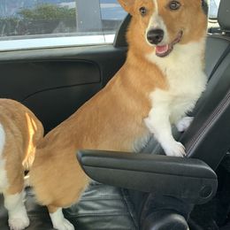 Pembroke Welsh Corgi All Grown Up from Royal Corgis
