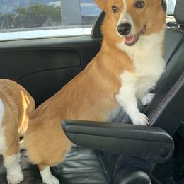 Pembroke Welsh Corgi All Grown Up from Royal Corgis