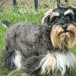 Ezzie - Miniature Schnauzer