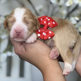 Bella - Red - Brown and white female Bernedoodle puppy in Yuciapa, California from AlltheDoodlez_