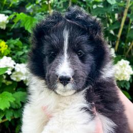Shetland Sheepdog Puppies from Shirehill Shelties