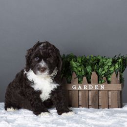 Australian Labradoodle Puppies from Napa Valley Australian Labradoodles