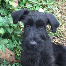 Molly - Giant Schnauzer