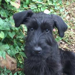 Molly - Giant Schnauzer