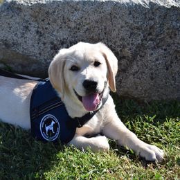 Labrador Retriever Puppies from Breeding Coordinator at Dogs for Better Lives