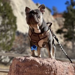 Alfredo - French Bulldog