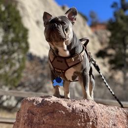 Alfredo - French Bulldog