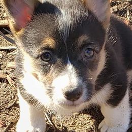 Pembroke Welsh Corgis from Peña Paddock