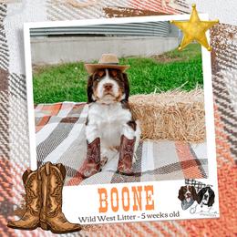 Boone - Liver white and tan male English Springer Spaniel puppy in Albany, Minnesota from Farm Fresh Labradors & English Springers