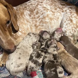 Dachshunds from Justyne Lazalde