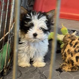 Little Boy Blue - Black tan and white male Biewer Terrier puppy in Tucson, Arizona from Great Scotts Biewers