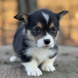 1200 standard BHT - Black and tan male Pembroke Welsh Corgi puppy in Nashville, Arkansas from Whisenhunt Farms