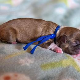 Cypress - Blue Collar - Liver and white male Shih Tzu puppy in Troy, Ohio from Ever After Tails