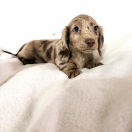 Heath - AKC - Chocolate and cream male Dachshund puppy in Sterling, Colorado from Country Chics Doxies