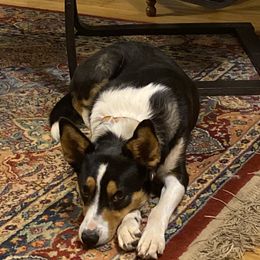 Lyra - Border Collie