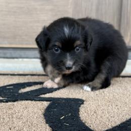 Muffin - Black tri female Miniature Australian Shepherd puppy in Happy, Texas from Happy Little Aussies