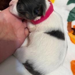 Allison - Blue female Chihuahua puppy in Amity, Pennsylvania from Rhoda and Verna