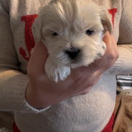 Red Collar - Cream male Lhasa Apso puppy in Port Royal, Virginia from Hearth and Hound Family Farms