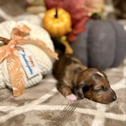 Sansa - Dapple female Dachshund puppy in Deming, New Mexico from FoxieDoxies of New Mexico