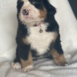 Bernese Mountain Dog Puppies from Blue Ridge Bernese