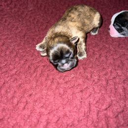 Shih Tzu Puppies from Lavender Lane Tzus