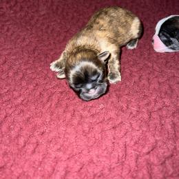 Shih Tzu Puppies from Lavender Lane Tzus