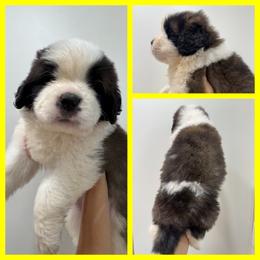 Yellow - Mahogany and white female Saint Bernard puppy in Ladysmith, Wisconsin from Northwoods Saint Bernards