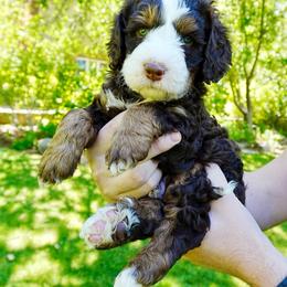 Waylon - Tri-color male Bernedoodle puppy in Ammon, Idaho from Little Stone Bernedoodles