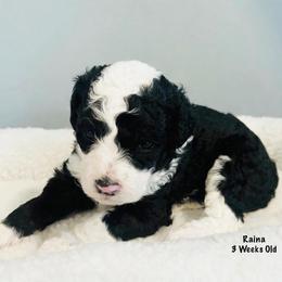 Raina- Female Reservation 2 - Black and white female Sheepadoodle puppy in Spokane, Washington from Downriver Doodles