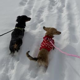 Dachshunds from Weenie Village