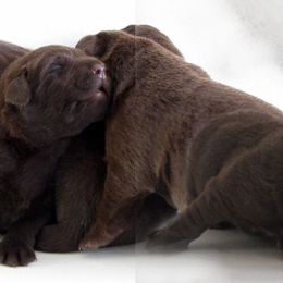 Labrador Retriever Puppies from Barefoot Labradors