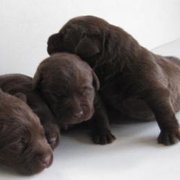Labrador Retriever Puppies from Barefoot Labradors