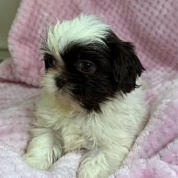Lizzie - Liver and white female Shih Tzu puppy in Covington, Georgia from Top Hats 2  Shih Tzu’s