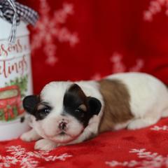 Ella - Brown and white female Shichon puppy in House Springs, Missouri from Teddy Bear Cuddles