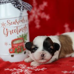 Ella - Brown and white female Shichon puppy in House Springs, Missouri from Teddy Bear Cuddles