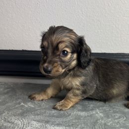 Marcus - Cream male Dachshund puppy in Gilbertsville, Kentucky from DeLaunes Dachshunds