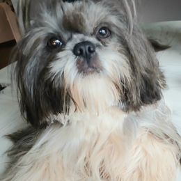 Lucky - Shih Tzu