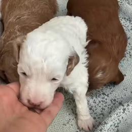 Cream with Apricot Ears Male - Cream male Goldendoodle puppy in Clarksville, Tennessee from Tennessee Goldendoodles, since 2014