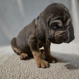 Royal Blue - Liver and tan male Bloodhound puppy in Gillette, Wyoming from Whispering Winds Homestead 307