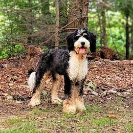 Tonya - Bernedoodle