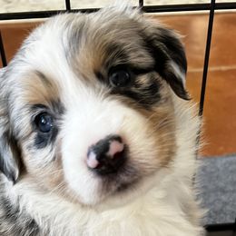 Winnie - Blue merle Miniature American Shepherd puppy in Litchfield Park, Arizona from New Dawn Aussies