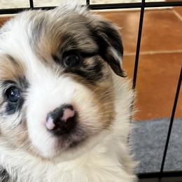 Winnie - Blue merle Miniature American Shepherd puppy in Litchfield Park, Arizona from New Dawn Aussies